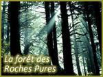 Forêt des roches pures